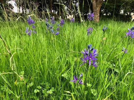 Purple camassia flowers growing in long green grass